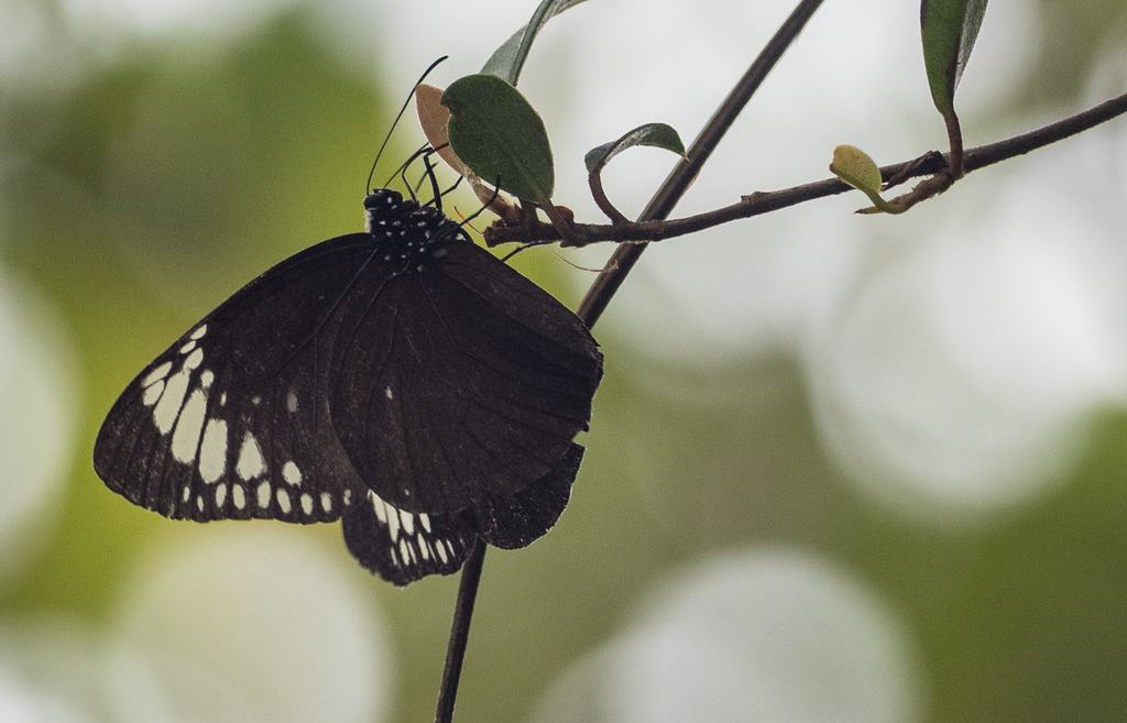 Schaus' Crow
