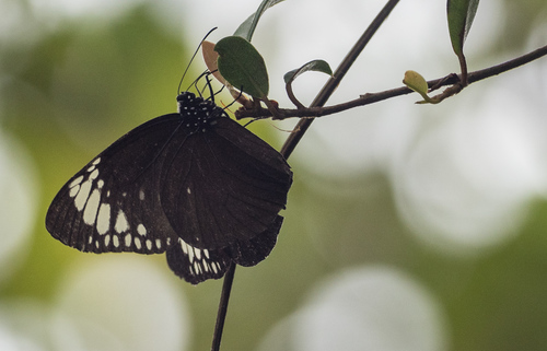 Schaus' Crow