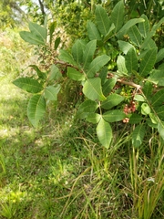 Schinus terebinthifolia
