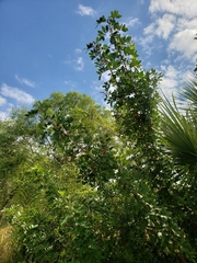 Schinus terebinthifolia