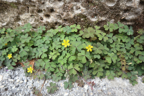Ružičasti cecelj (Oxalis corniculata)