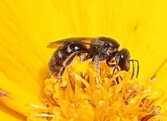 Lasioglossum