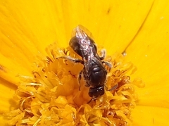 Lasioglossum