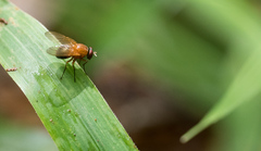 Diptera