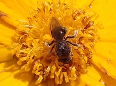 Lasioglossum