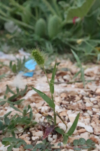 mohár zelený (Setaria viridis)