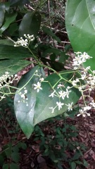 Nectandra