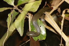 Hypsiscopus