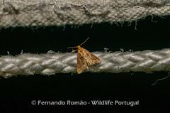 Bostra obsoletalis