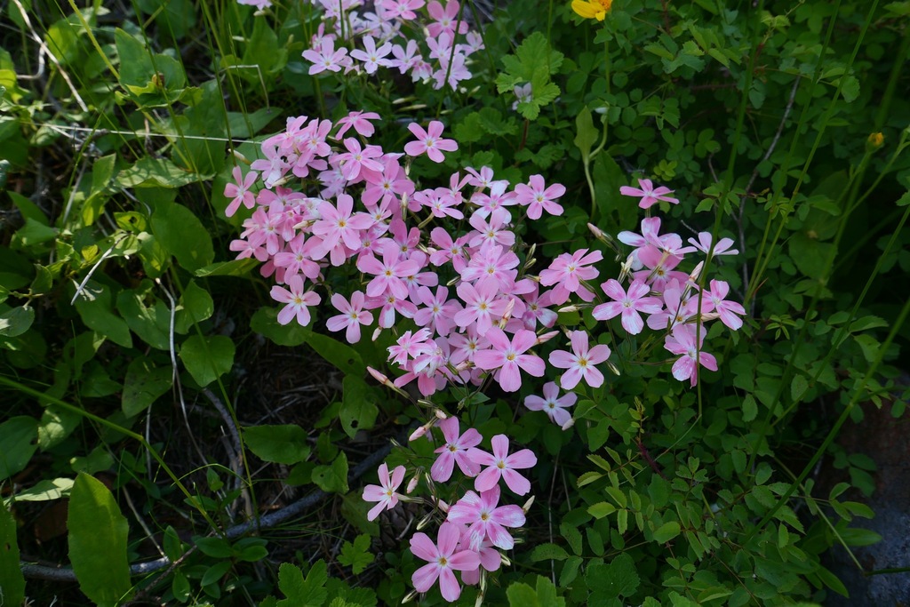 Northern phlox (Phlox adsurgens)