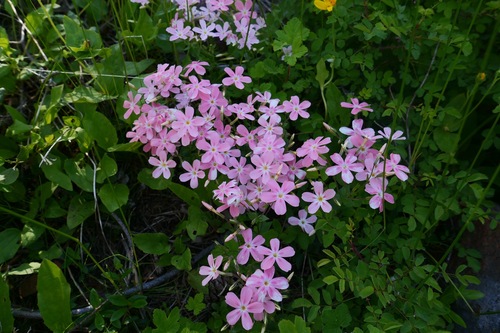 Northern phlox (Phlox adsurgens)