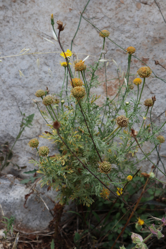 Okrunjena tratinčica (Glebionis coronaria)