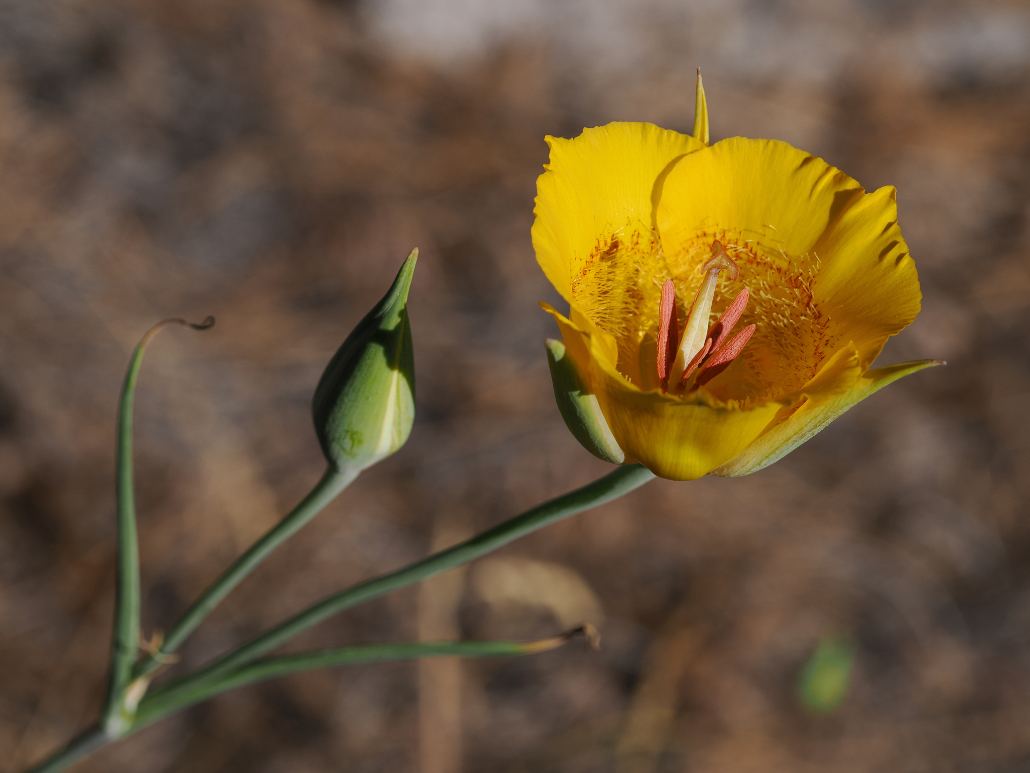 Calochortus clavatus var. avius
