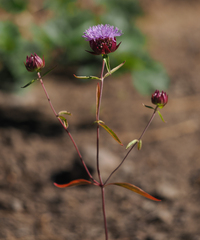 Monardella breweri lanceolata