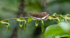 Tanaecia leucotaenia