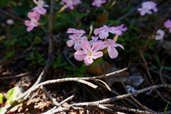 Phlox adsurgens