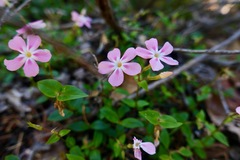 Phlox adsurgens