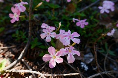 Phlox adsurgens