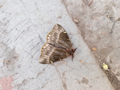 Paradirphia fumosa