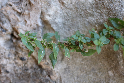 Zidna crkvina (Parietaria judaica)