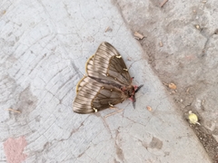 Paradirphia fumosa