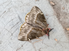 Paradirphia fumosa