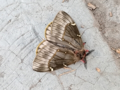 Paradirphia fumosa