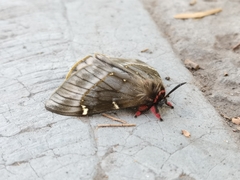 Paradirphia fumosa
