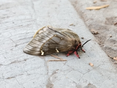 Paradirphia fumosa