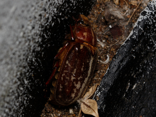 Variegated June Beetle photo 3