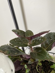 Hemigraphis alternata