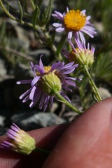 Erigeron klamathensis