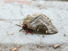 Paradirphia fumosa