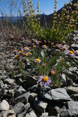 Erigeron klamathensis
