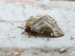 Paradirphia fumosa