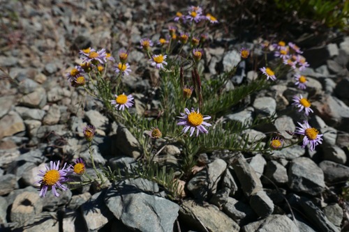 Image of Erigeron klamathensis by (c) paulexcoff, some rights reserved (CC BY-SA)