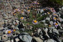 Erigeron klamathensis