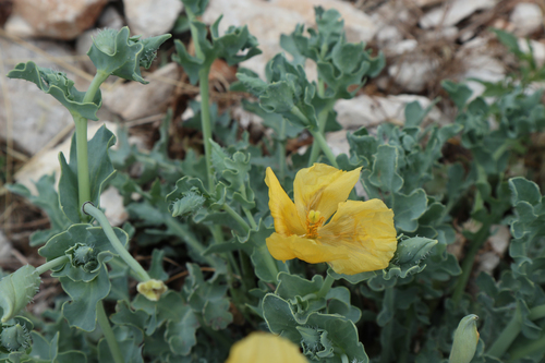 Primorska makovica (Glaucium flavum)
