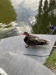 Cairina moschata domestica