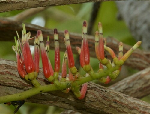 Decaisnina triflora observed 2022-07-07