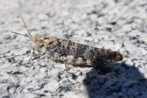 Dancing Grasshopper photo 2