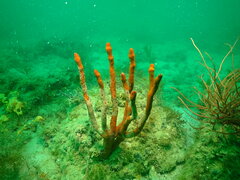 Axinella polycapella