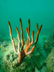 Axinella polycapella