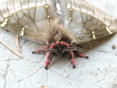 Paradirphia fumosa