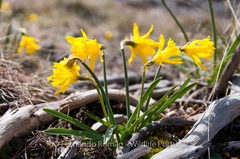 Narcissus cuneiflorus