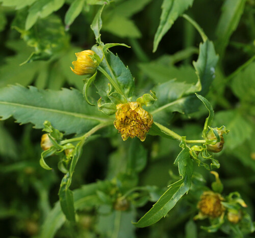Bidens cernua iNat (3)