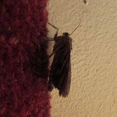 Catocala agrippina