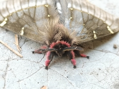 Paradirphia fumosa