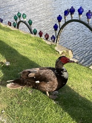 Cairina moschata domestica