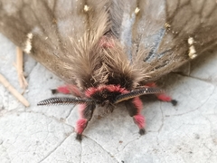 Paradirphia fumosa